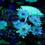 nervures et structures dentelées de plantes luminescentes