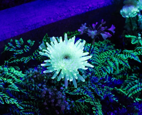 pétales d'une fleur sous l'action de la luminescence