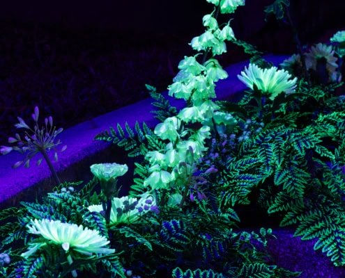 plantes luminescentes lors de l'événement du 1er août à Saint-Prex