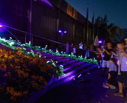 plantes luminescentes sur les marches d'un escalier