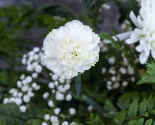 nervures et structures dentelées de plantes